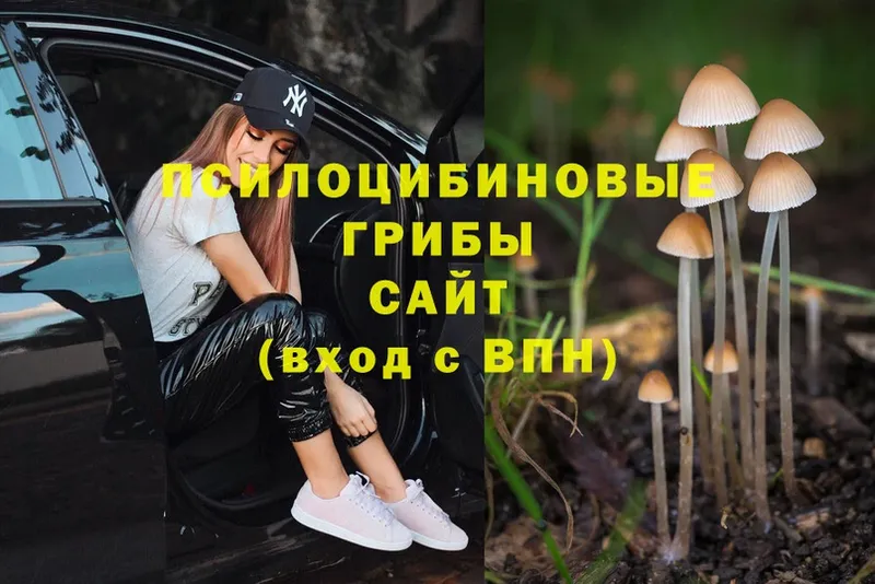 Галлюциногенные грибы Psilocybe  Заводоуковск 